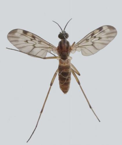 Réf. 251 417 : Sylvicola fenestralis